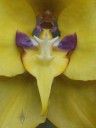 Close up of Cyrtochilum flower lip