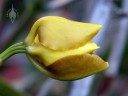 Cyrtochilum flower bud