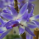 Blue Dendrobium hybrid