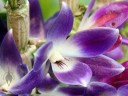 The Blue Orchid, a Dendrobium species