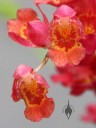 Howeara flowers