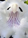 Close up of Cochleanthes flower lip