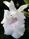 Cochleanthes flower