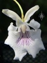 Cochleanthes flower