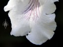 Frilly lip of Cochleanthes flower