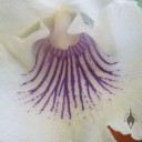 Close up of Cochleanthes flower lip
