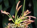 Carnivorous Sundew plant
