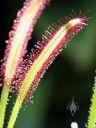 Sundew plant with sticky leaves