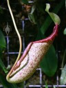 Carnivorous pitcher plant