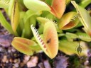 Venus Fly Trap with fly remains