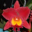 Cattleya hybrid