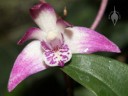 Fragrant Australian Dendrobium species