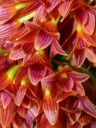 Small red and yellow flowers of a Dendrobium hybrid