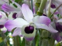 Cool growing Dendrobium that sheds leaves over winter