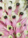Small Dendrobium flowers