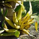 Unidentified orchid with thick pseudobulb stems in Puerto Vallarta, Mexico