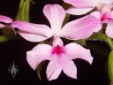 Pink Calanthe flower