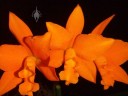 Orange Cattleya flowers