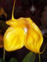 Yellow Masdevallia flower
