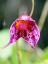 Masdevallia species