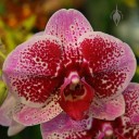 Red and pink Harlequin Phalaenopsis flower