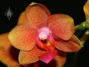 Phalaenopsis hybrid flower
