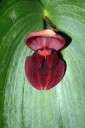 Red Pleurothallis flower