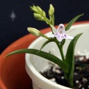 Orchis flower, buds and leaves