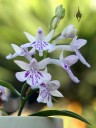 Orchis flowers and buds