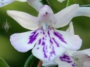 Orchis flower