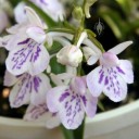 Orchis flowers and bud