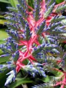 Large Bromeliad flower spike at Hawaii Tropical Botanical Garden