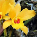 Cattleya flowers at Hawaii Tropical Botanical Garden