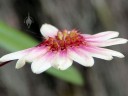Close-up of Cirrhopetalum flowers