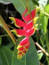 Lobster Claw, or Heliconia flower