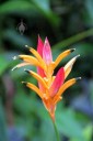 Heliconia flower at Hawaii Tropical Botanical Garden