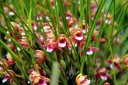 Maxillariella species at Hawaii Tropical Botanical Garden