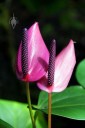 Purple Anthuriums