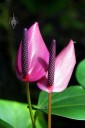 Purple Anthuriums