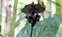 Bat Flower at Hawaii Tropical Botanical Garden