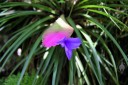 Tillandsia flower at Hawaii Tropical Botanical Garden