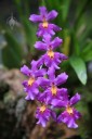 Purple orchid flowers at Hawaii Tropical Botanical Garden