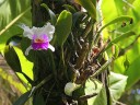 Cattleya orchid growing on tree at Hawaii Tropical Botanical Garden