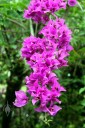 Bougainvillea flowers in Kona