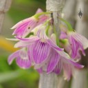 Mini Dendrobium flowers