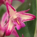 Australian Dendrobium hybrid at Santa Barbara Orchid Estate