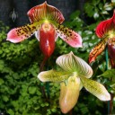 Paph flowers