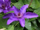 Clematis flowers