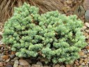 Dwarf conifer