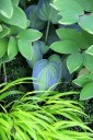 Hakone grass, Solomon's Seal, and Hosta leaves